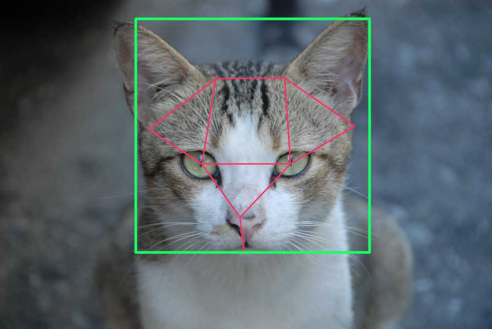 Cat with feature annotation